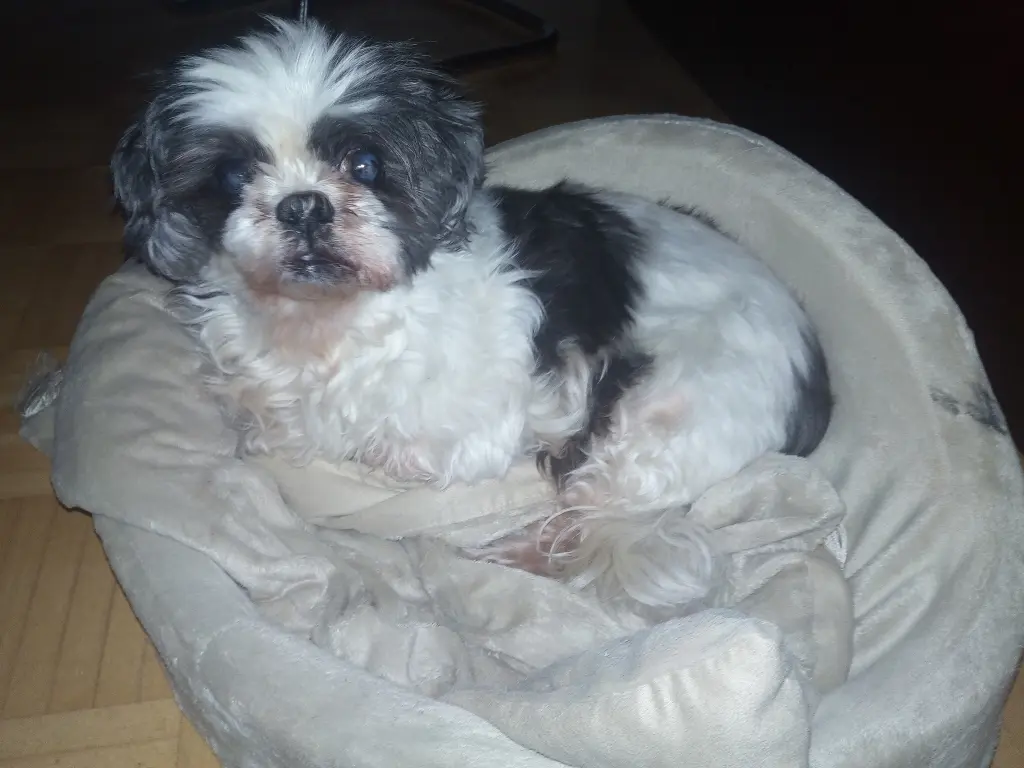 Condolence image of Rosen für Nele, Sena, Nina und Klärchen