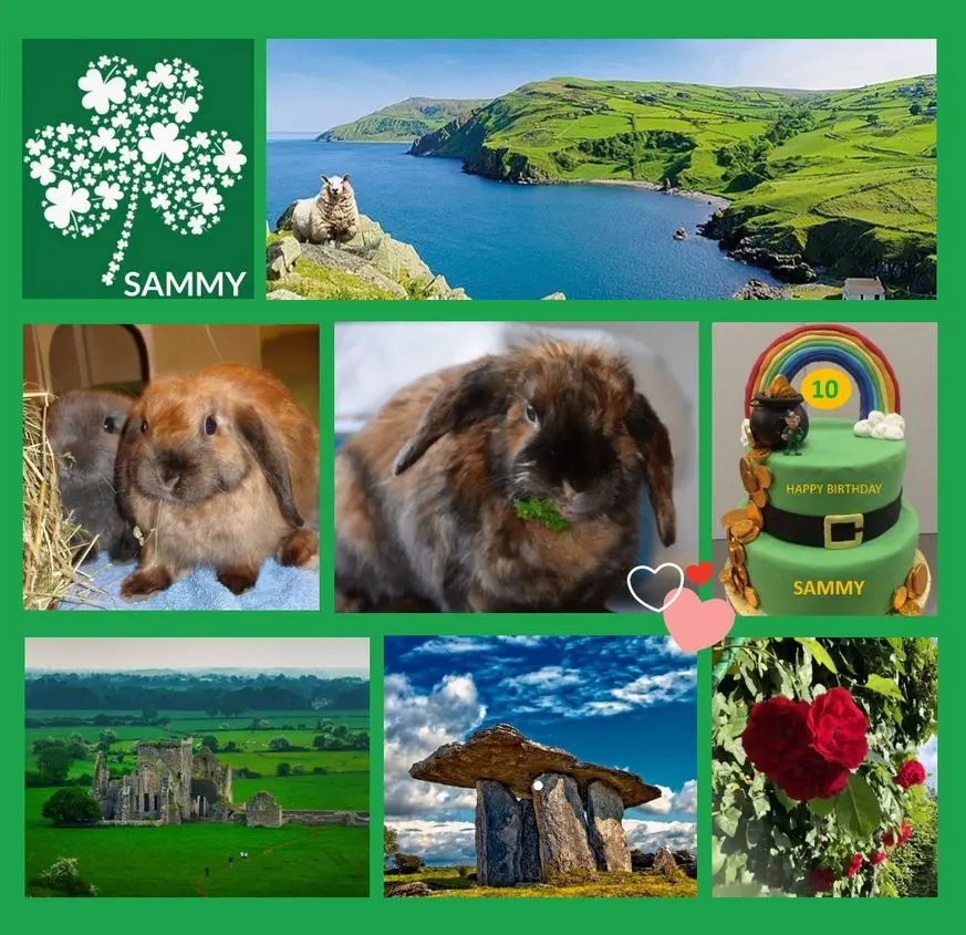 Condolence image of Sonntagsrosen für Nele (Sammys Geschichte)