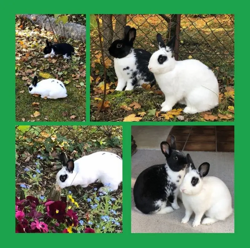 Condolence image of Rosen für Nele 