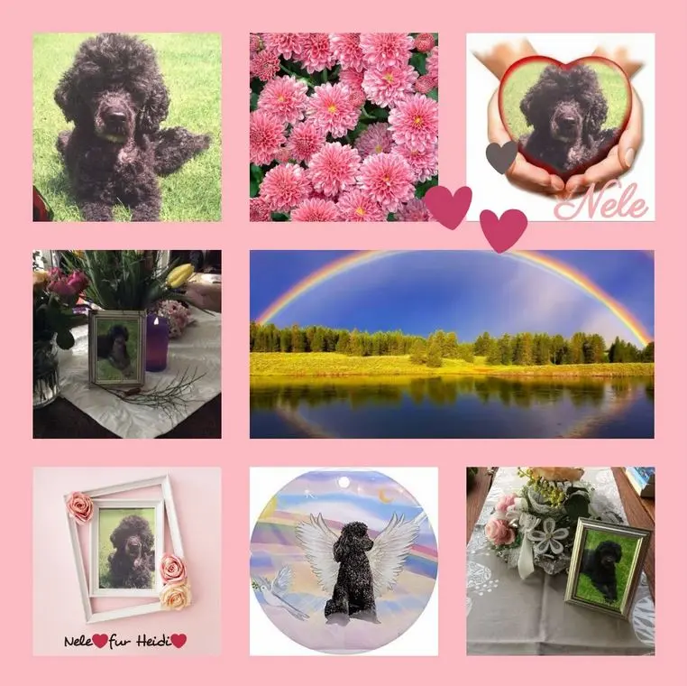 Condolence image of Rosen für Nele zum 4. Sternchengeburtstag