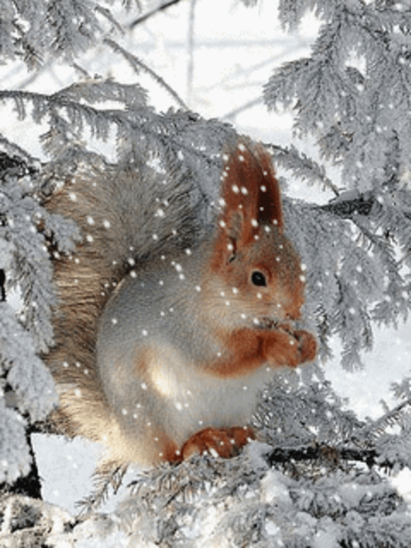 Condolence image of Brigitte mit Nelly, Benny und Axel im Herzen