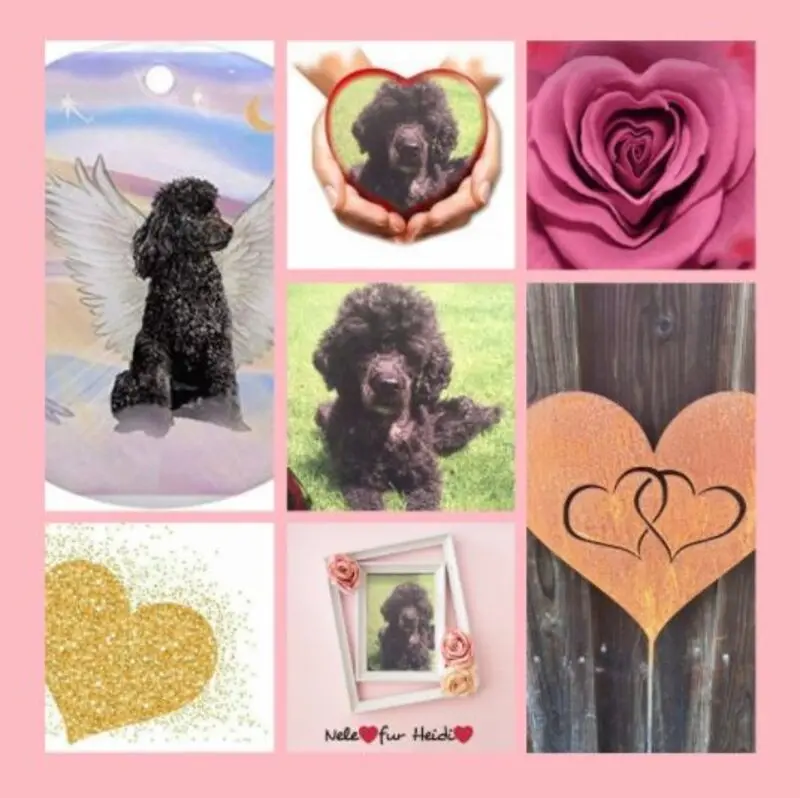 Condolence image of Rosen zu Neles 5. Sternchengedenktag