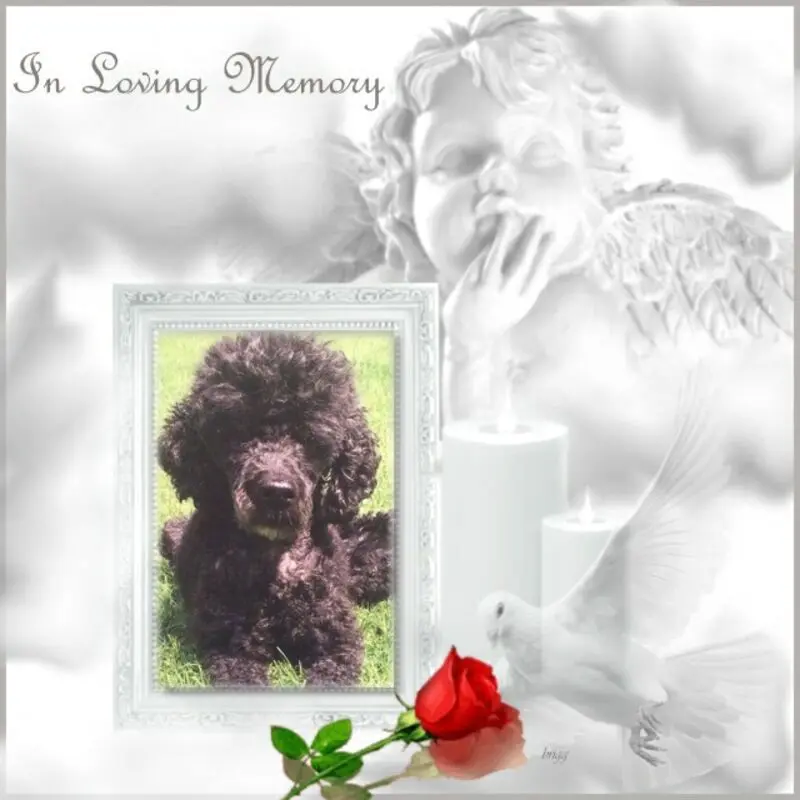 Condolence image of 5. Sternchen❤️Gedenktag❤️❤️❤️❤️❤️