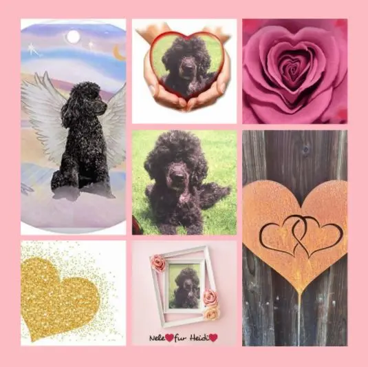 Condolence image of Rosen für Nele zum 6. Sternchengeburtstag