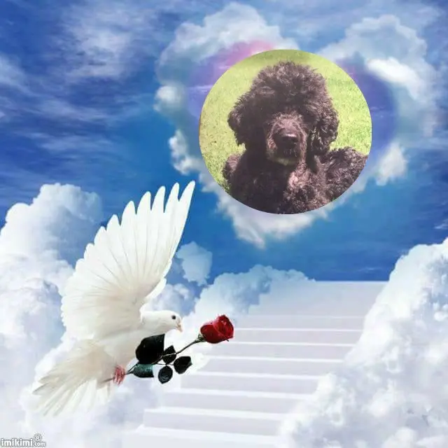 Condolence image of 7. Sternchen⭐️Gedenktag❤️❤️❤️❤️❤️❤️❤️