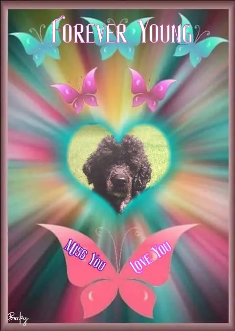 Condolence image of 7. Sternchen⭐️Gedenktag❤️❤️❤️❤️❤️❤️❤️