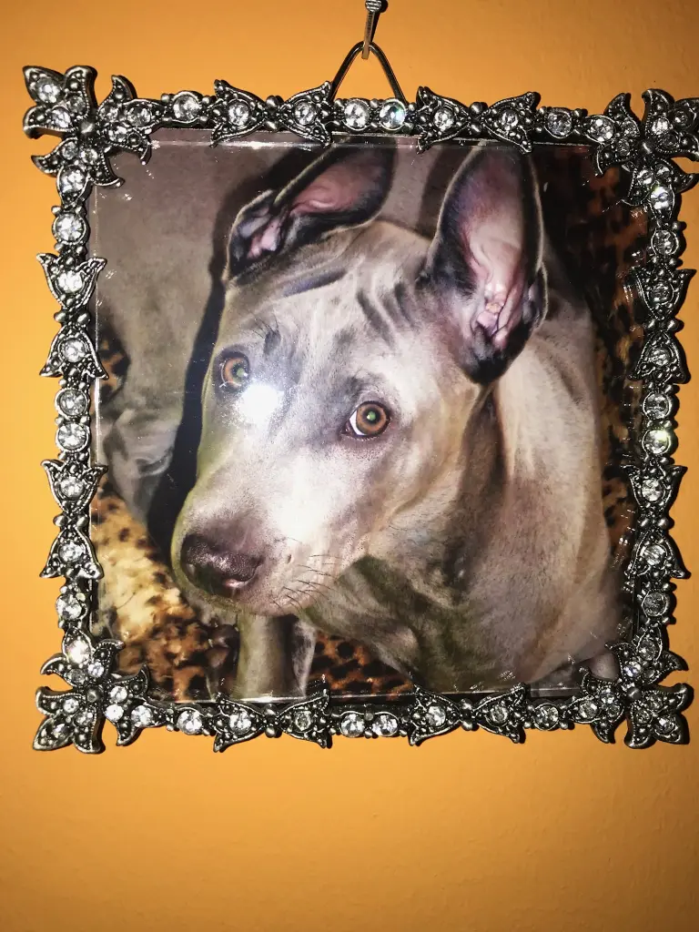 Condolence image of Kitty