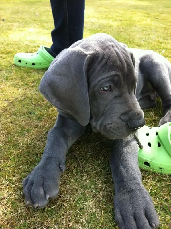 Condolence image of Heike