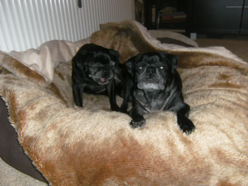 Condolence image of Cornelia mit Bruno & Barni im Herzen