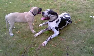 Condolence image of Daniela mit Sniper im Herzen