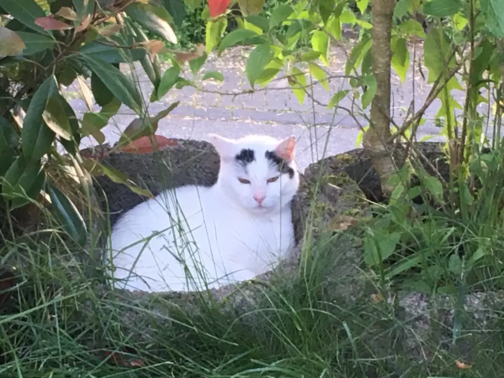 Condolence image of Renate