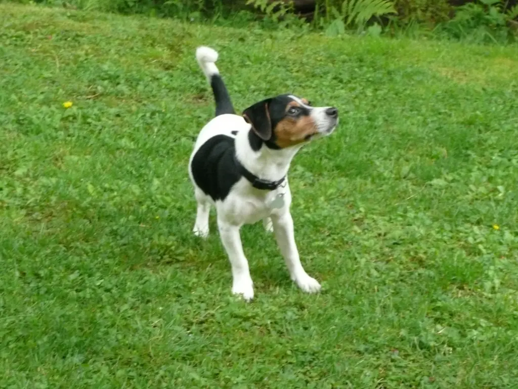 Andachtsbild von Unbekannt