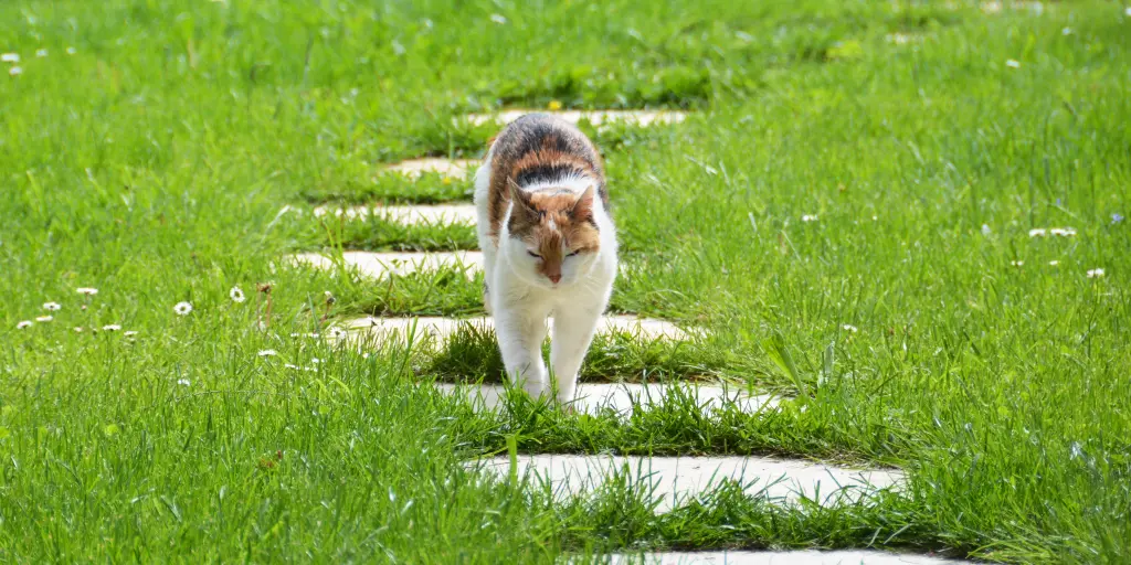 Condolence image of Sabine mit Mimmi im Herzen