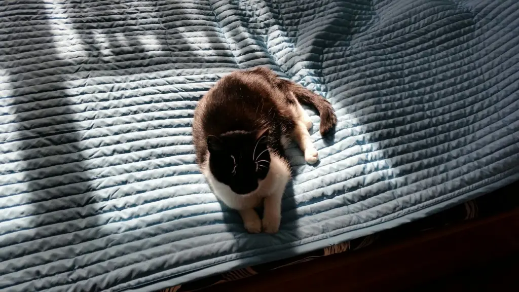 Image from Sternchen