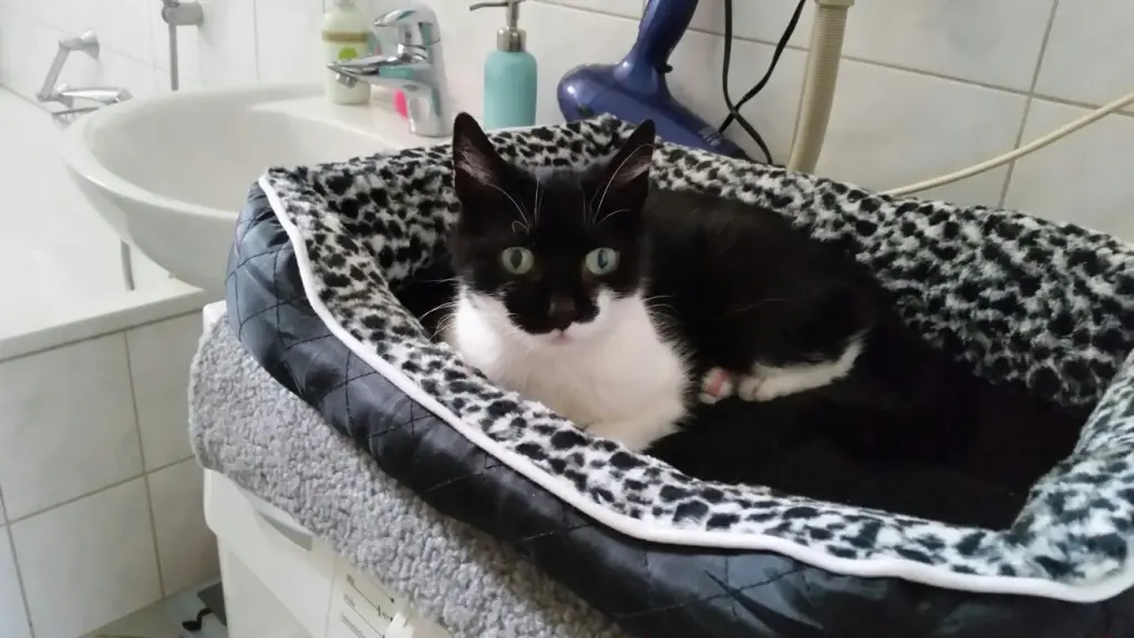 Image from Sternchen