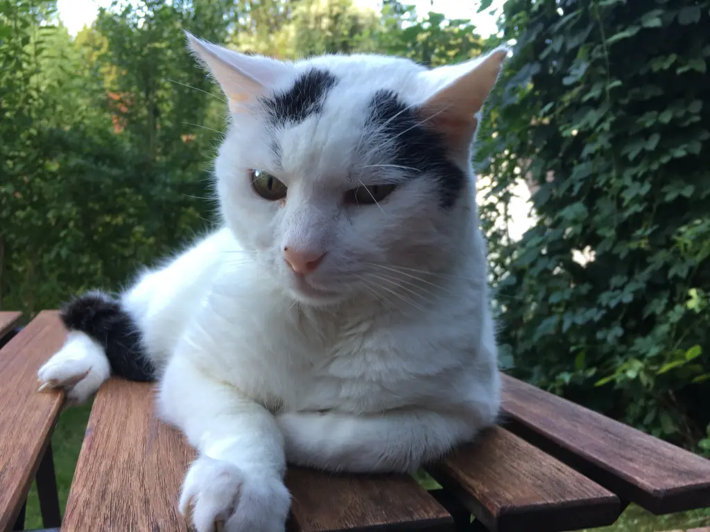 Condolence image of Renate