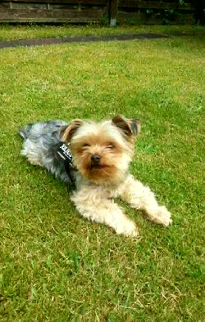 Condolence image of Petra