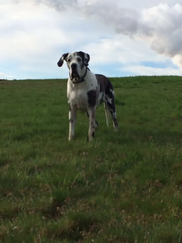 Condolence image of Esther mit Linu