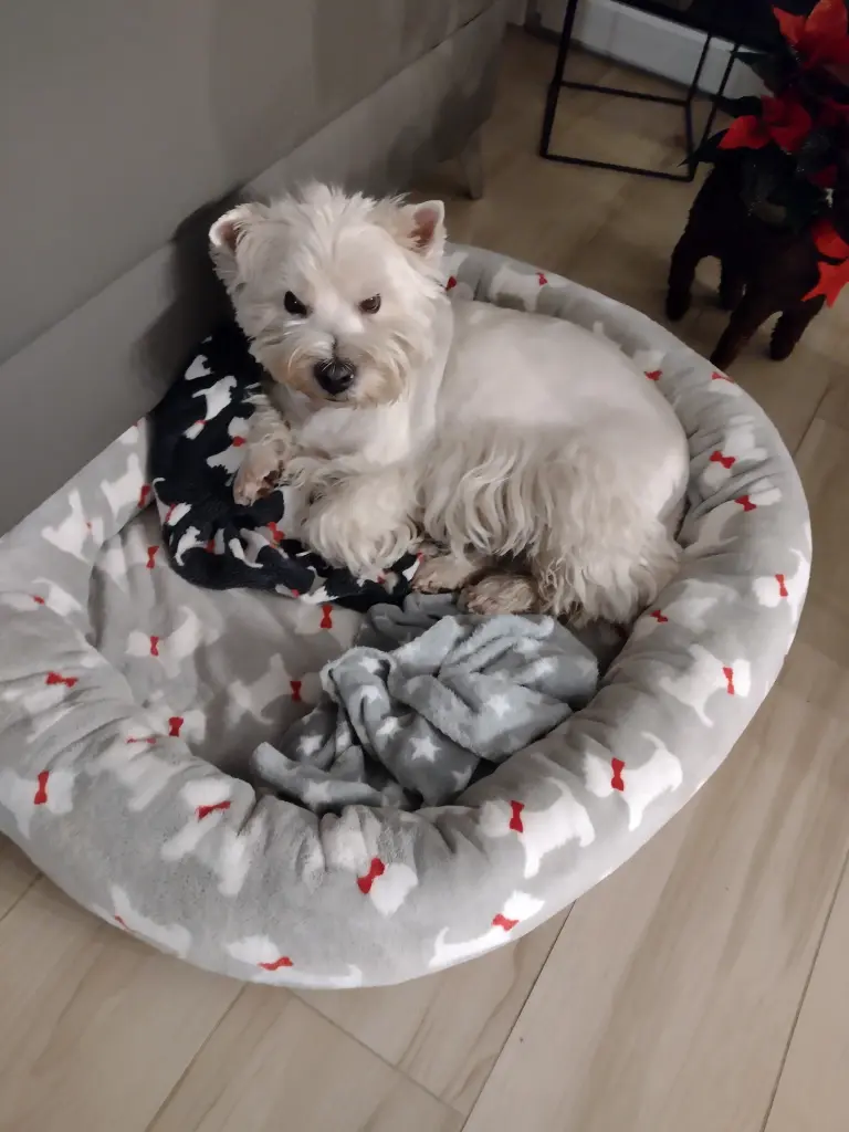 Andachtsbild von Monika Merlin u Quincy im Herzen 