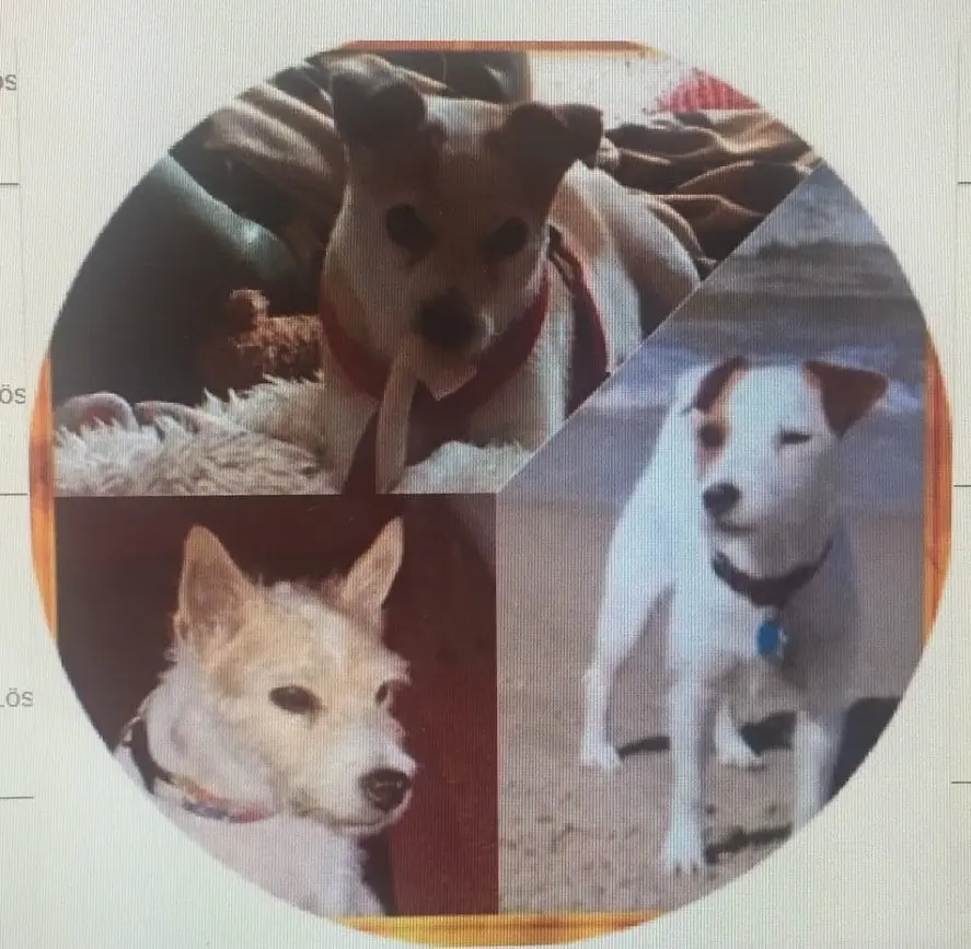 Condolence image of Petra mit Pebbels und Dottie im Herzen