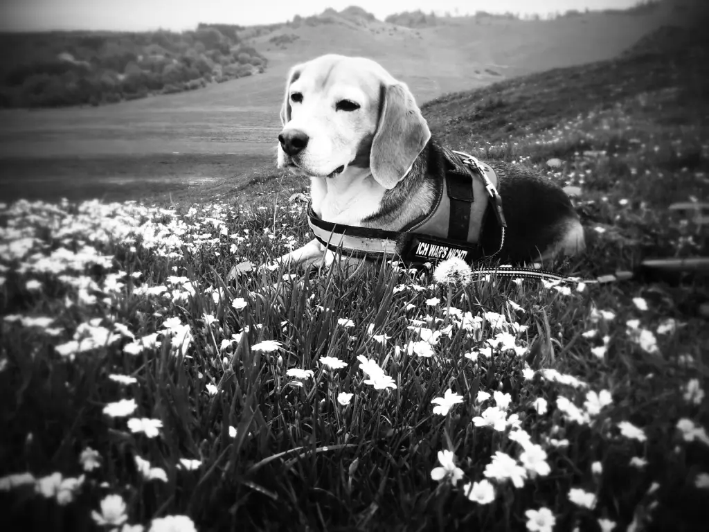 Condolence image of Daniela Crede