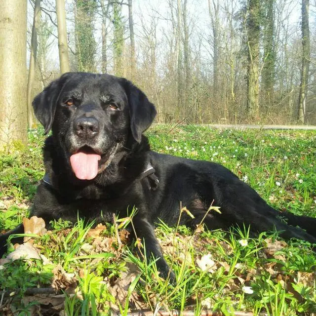 Condolence image of Sylvia