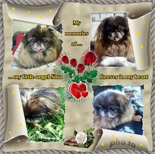 Image from meinen Herzenshund Sina