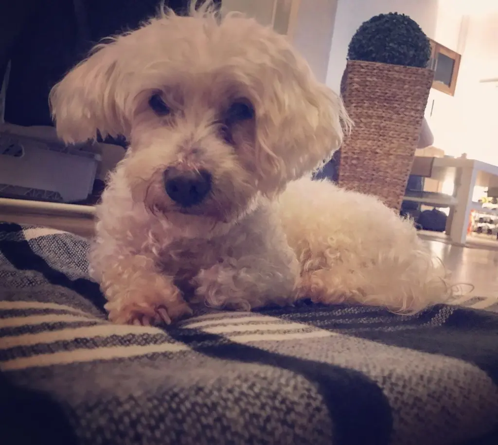 Image from Kendy (Porky)