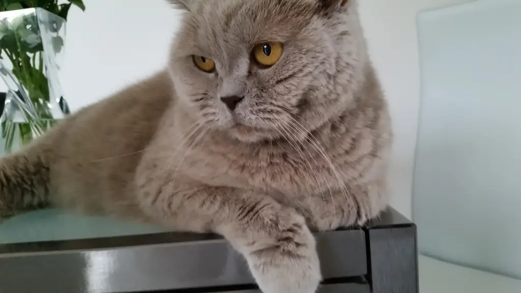 Image from CAPPUCCINO 