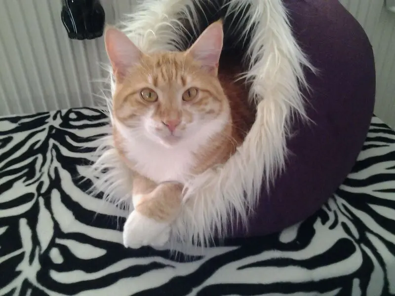 Condolence image of Melanie 