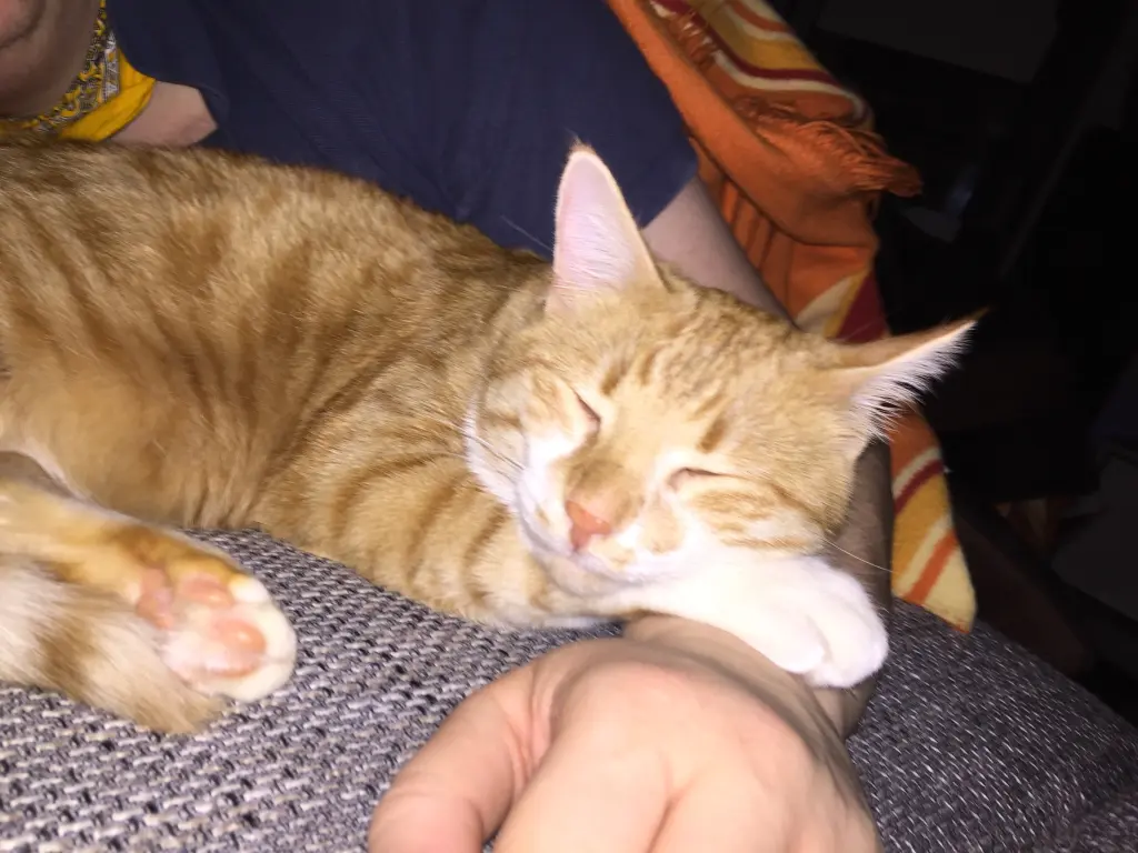 Condolence image of Melanie 