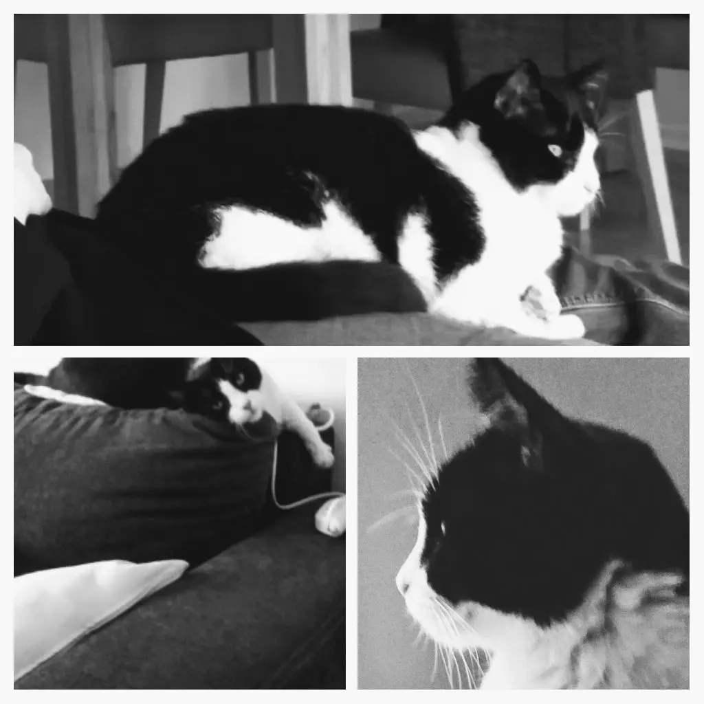 Condolence image of Monika mit Seelenkater Carlo tief im Herzen 