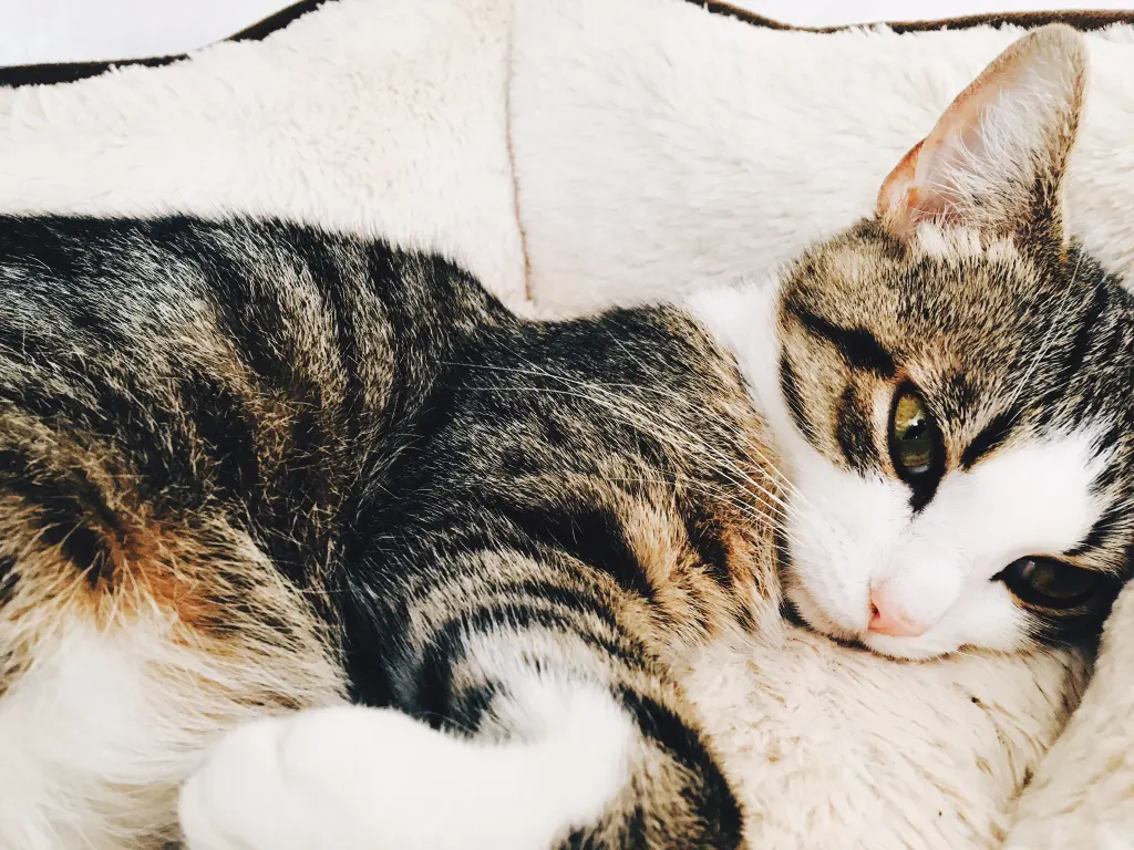 Image from Bumblebee