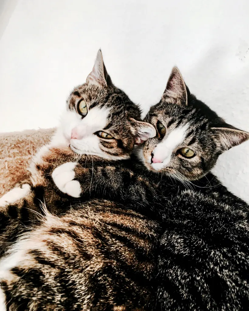 Image from Bumblebee