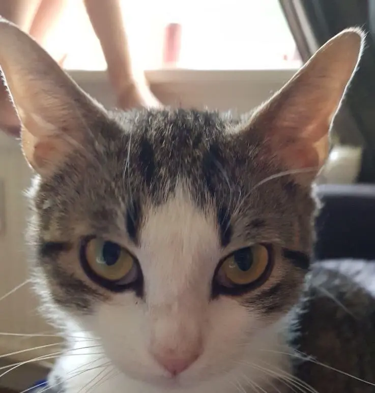 Image from Bumblebee