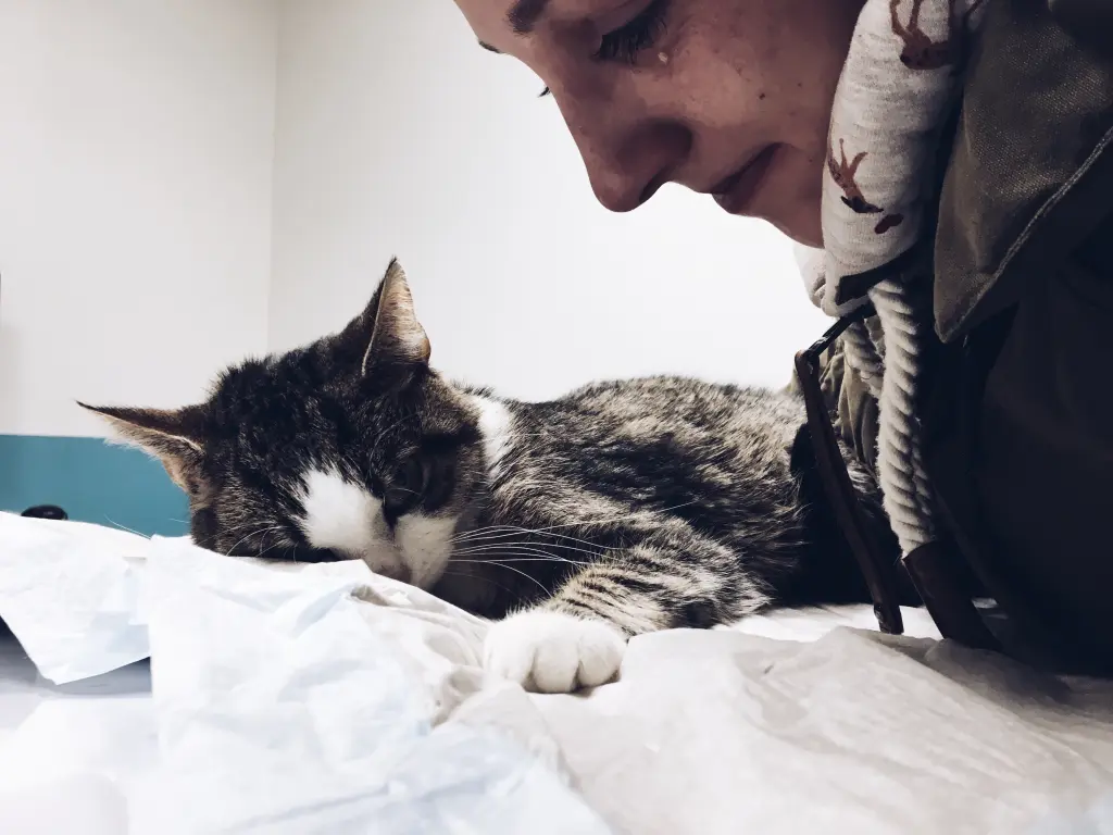 Image from Bumblebee