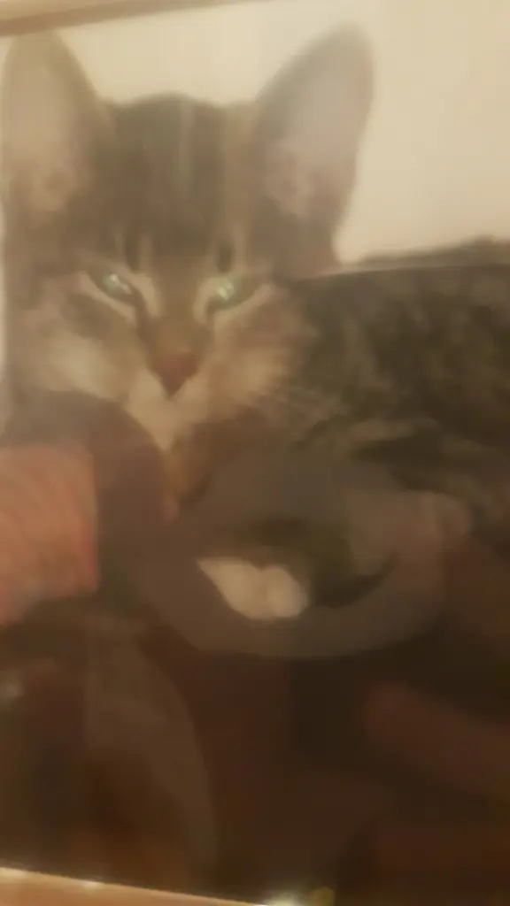 Condolence image of Tina m.Püppi