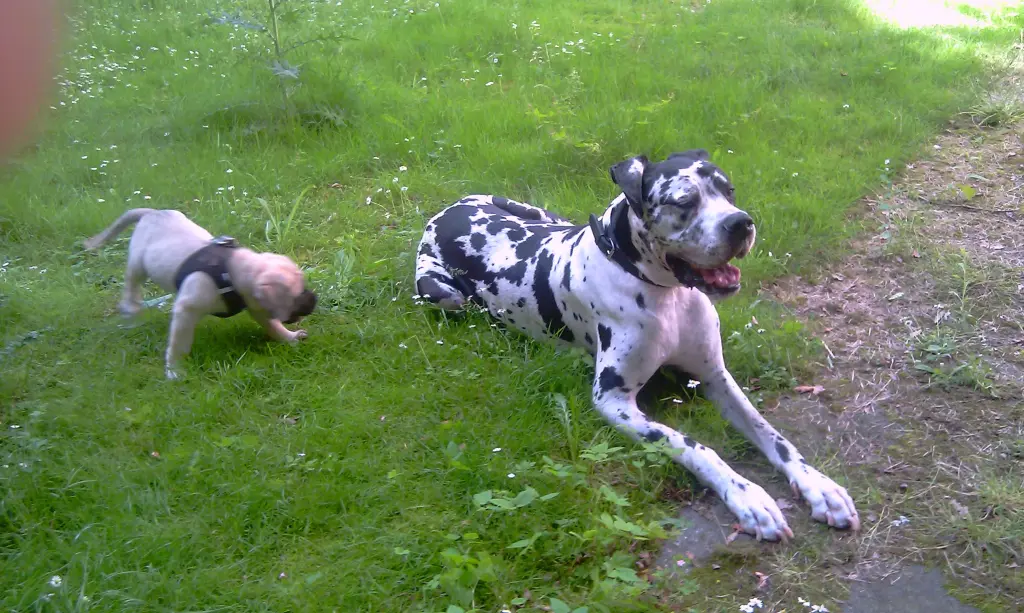 Condolence image of Daniela mit Sniper im Herzen