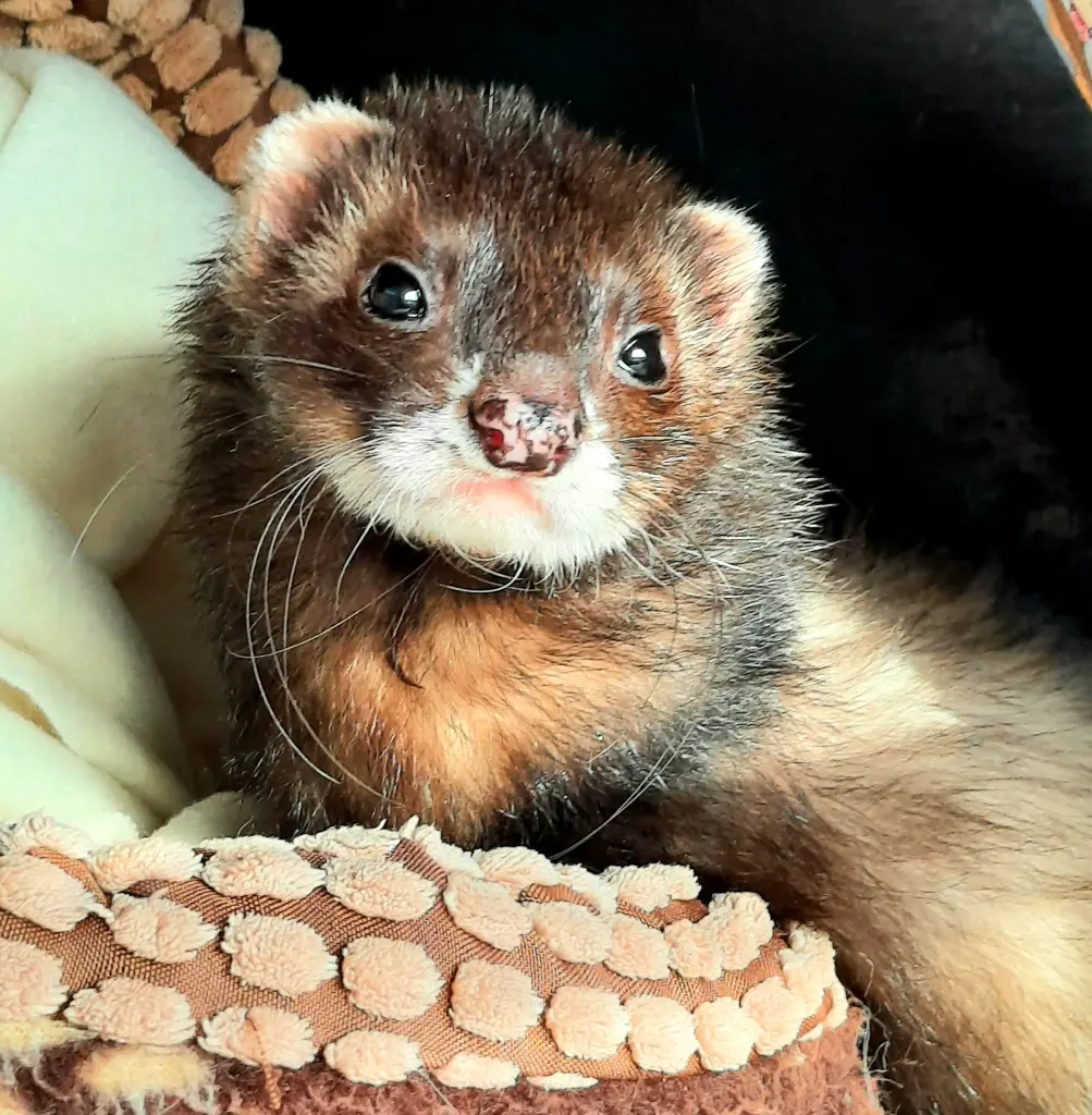 Andachtsbild von Unbekannt