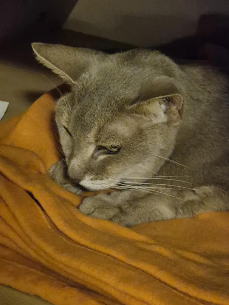 Andachtsbild von Andrea mit Decke und Kitty