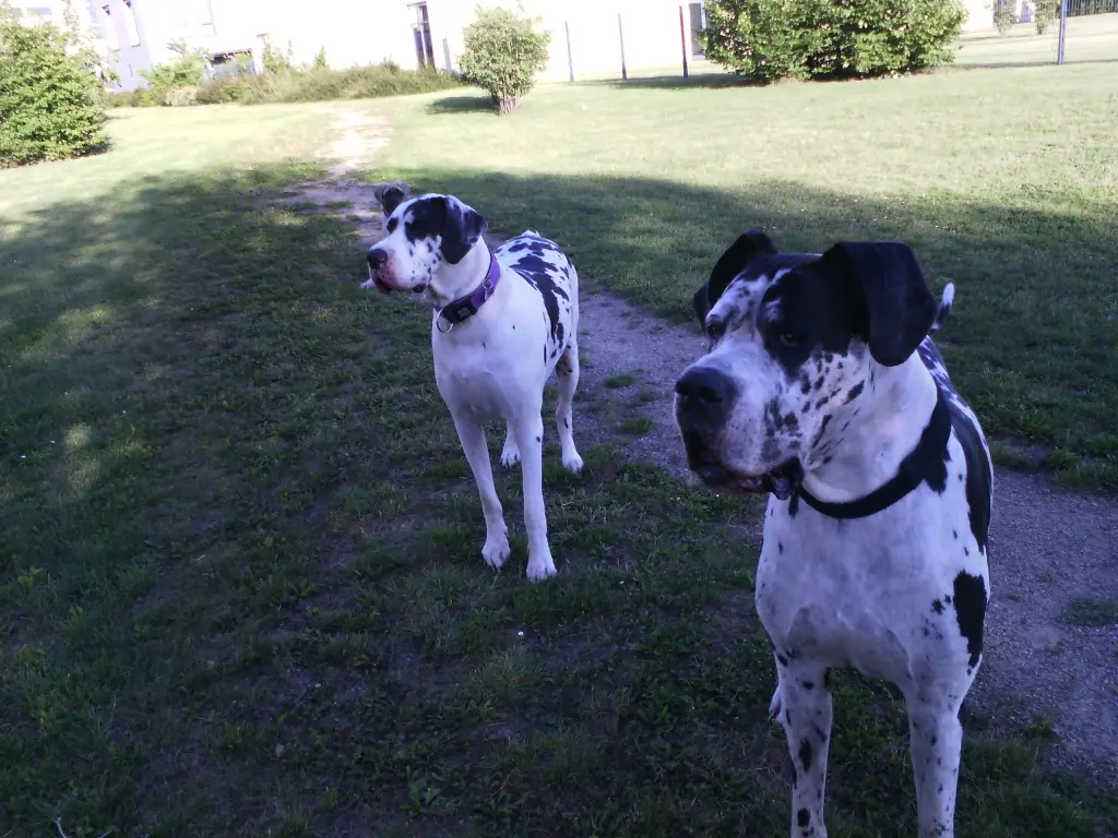 Condolence image of Daniela mit Sniper