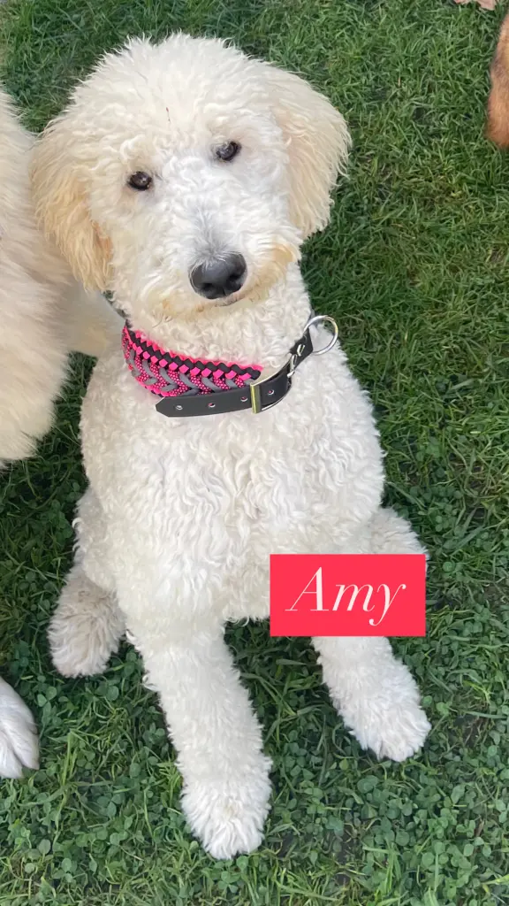 Bild von Amy