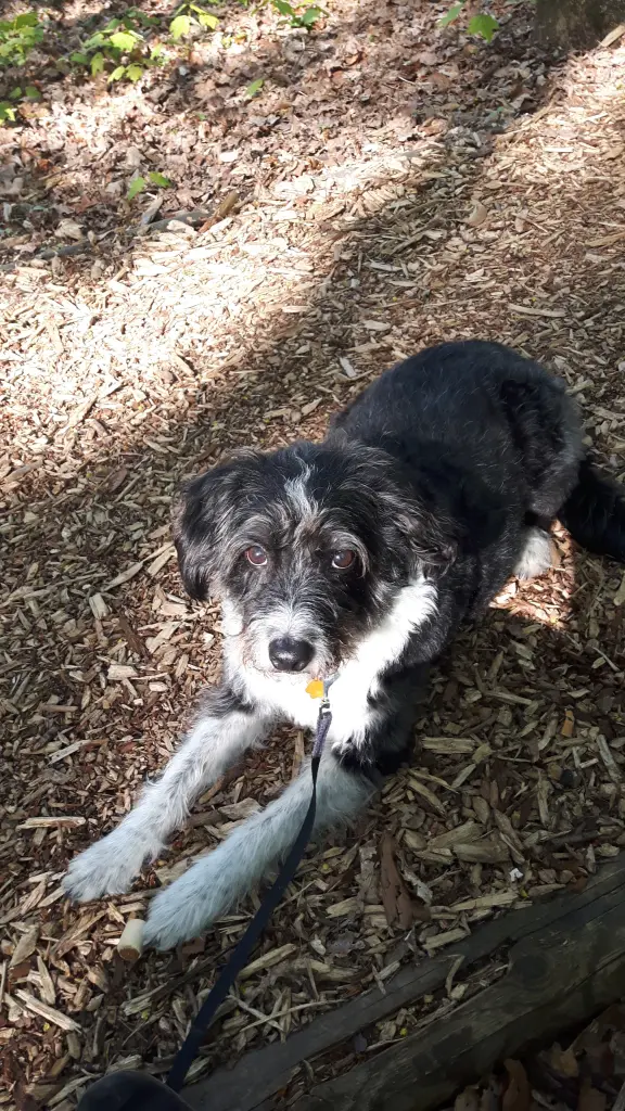 Condolence image of Gabi und Dirk mit benschi