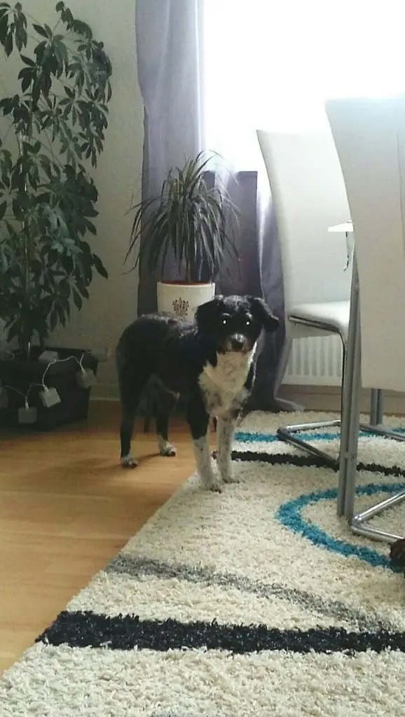 Condolence image of Frauchen und Herrchen 