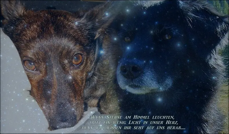 Condolence image of Melanie mit Luni & Pepe tief im Herzen