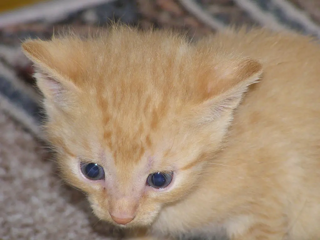 Condolence image of Anja mit Merlin und Amor im Herzen