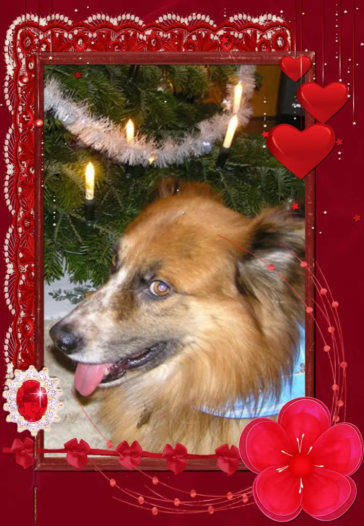 Condolence image of Fur Liebe Amor❤