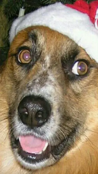 Condolence image of Anja mit Merlin und Engel Amor tief im Herzen