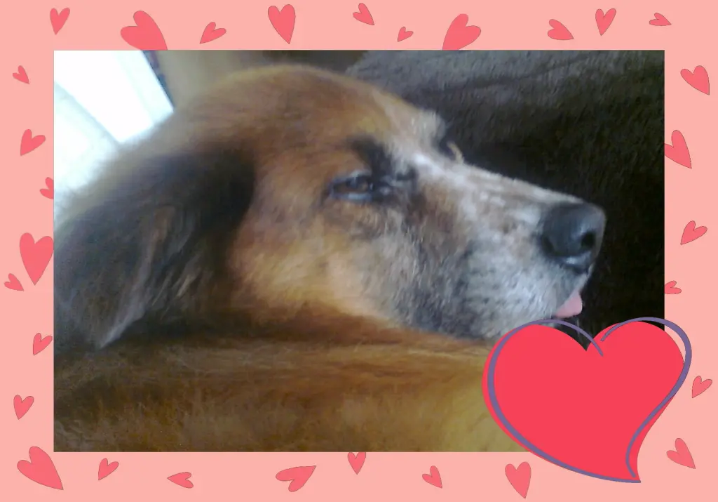 Condolence image of Anja mit Merlin und Engel Amor tief im Herzen