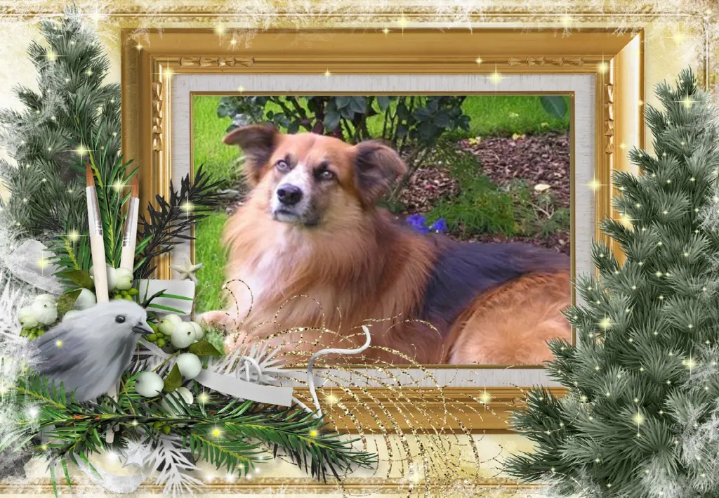 Condolence image of Klaudia mit Misiu❤❤❤Ganz Tief im Herzen❤